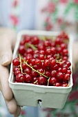 Hands holding a punnet of fresh redcurrants