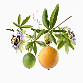 Two passion fruits and flowers on a stalk