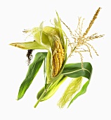 Ripe corn-cob on the plant