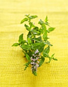 Flowering mint sprig