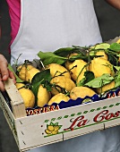 Fresh lemons with leaves in a crate