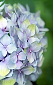 Hydrangea flower