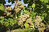 Scheurebe grapes (Franconia, Germany)