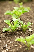 Young potato plants in the field