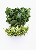 A bunch of watercress