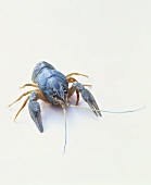 A European freshwater crayfish