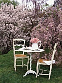 Table with jug of cherry blossom among blossoming trees