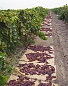 Drying grapes