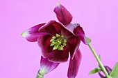 Aquilegia