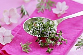 Thyme in silver spoon and hydrangea flowers