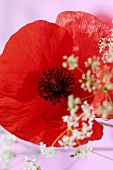 A poppy and flowering chervil