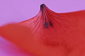A poppy petal