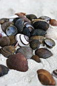 Sea shells in sand