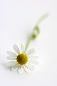 A chamomile flower