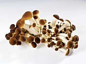 Italian pioppini mushrooms