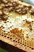 Eine Honigwabe mit Bienen