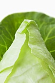 Pointed cabbage