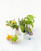 Assorted herbs in small vases