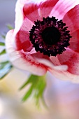 Eine Anemone