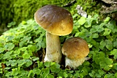 Cep (Boletus edulis)