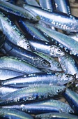 Freshly caught sardines (Brittany, France)