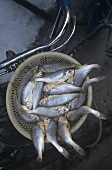 Frische Fisch in einem Korb auf dem Fahrrad (China)