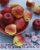 Apples and pears in fruit bowl