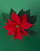 A red poinsettia