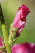Snapdragon flower bud