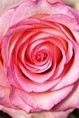 A pink rose, 'Elite'