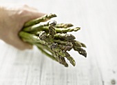 Hand holding a bundle of green asparagus