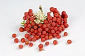 A cluster of rowan berries