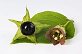 Schwarze Tollkirsche mit Blüte (Atropa bella-donna)