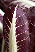 Radicchio