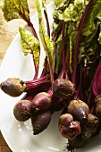 Young beetroot