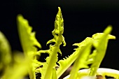Yellow dandelion leaves