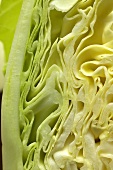 A white cabbage (cut surface)
