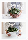 Wrapping a cyclamen pot in cellophane and felt