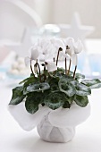 Cyclamen in pot with felt cover
