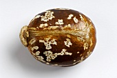 Castor bean (Ricinus communis)
