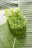 Container of cress wrapped in banana leaf