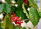 Arabica coffee beans on the plant