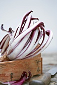 Radicchio trevisano in a wooden box with knife