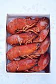 Frozen, cooked lobsters