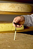 Cheese-making: checking the degree of maturity