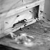 Fleissige Bienen vor einem Bienenstock