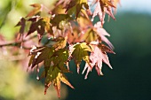 Japanische Ahornblätter im Herbst