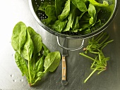 Spinach in and beside a colander
