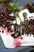 Elderberries with forks for stripping them from their stalks