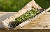 Cress in a roof tile